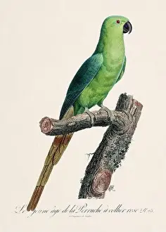 Vintage parrot illustration. Zoologically detailed French depiction (circa 1805)