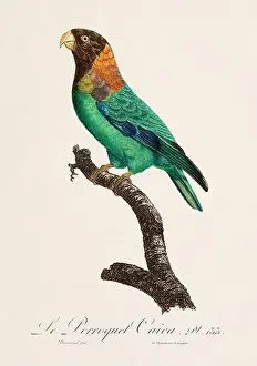 Vintage parrot illustration. Zoologically detailed French depiction (circa 1805)
