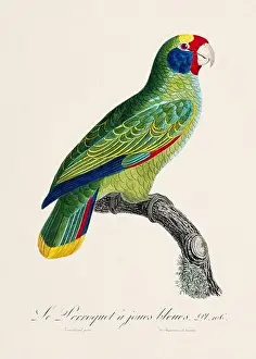 Vintage parrot illustration. Zoologically detailed French depiction (circa 1805)