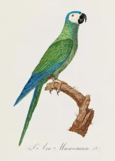 Perico Prints: Vintage parrot illustration. Zoologically detailed French depiction (circa 1805)