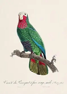 Vintage parrot illustration. Zoologically detailed French depiction (circa 1805)
