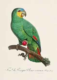 Perico Prints: Vintage parrot illustration. Zoologically detailed French depiction (circa 1805)