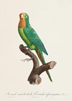 Vintage parrot illustration. Zoologically detailed French depiction (circa 1805)