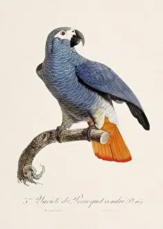 Perico Prints: Vintage parrot illustration. Zoologically detailed French depiction (circa 1805)
