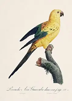 Perico Prints: Vintage parrot illustration. Zoologically detailed French depiction (circa 1805)
