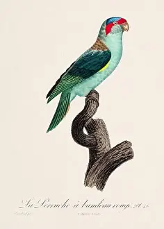 Vintage parrot illustration. Zoologically detailed French depiction (circa 1805)