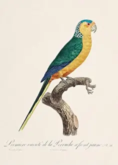 Vintage parrot illustration. Zoologically detailed French depiction (circa 1805)