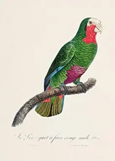 Perico Prints: Vintage parrot illustration. Zoologically detailed French depiction (circa 1805)