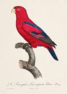 Vintage parrot illustration. Zoologically detailed French depiction (circa 1805)