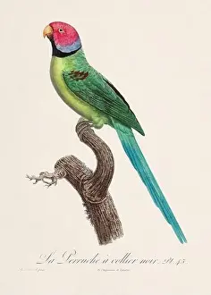 Vintage parrot illustration. Zoologically detailed French depiction (circa 1805)