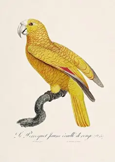 Vintage parrot illustration. Zoologically detailed French depiction (circa 1805)
