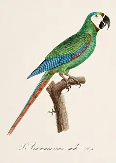 Vintage parrot illustration. Zoologically detailed French depiction (circa 1805)