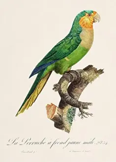 Vintage parrot illustration. Zoologically detailed French depiction (circa 1805)