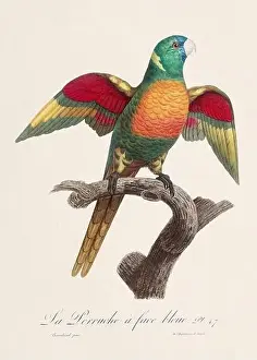 Vintage parrot illustration. Zoologically detailed French depiction (circa 1805)