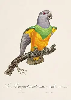 Captivating Prints: Vintage parrot illustration. Zoologically detailed French depiction (circa 1805)