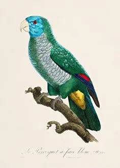 Perico Prints: Vintage parrot illustration. Zoologically detailed French depiction (circa 1805)