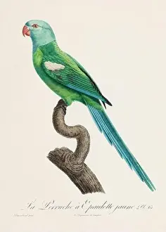 Vintage parrot illustration. Zoologically detailed French depiction (circa 1805)