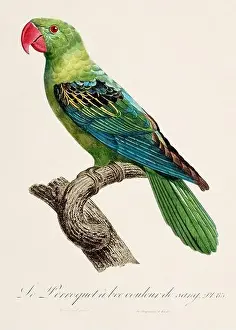 Vintage parrot illustration. Zoologically detailed French depiction (circa 1805)