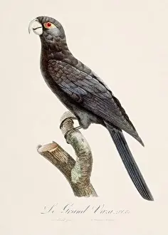 Perico Prints: Vintage parrot illustration. Zoologically detailed French depiction (circa 1805)