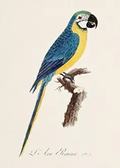 Vintage parrot illustration. Zoologically detailed French depiction (circa 1805)