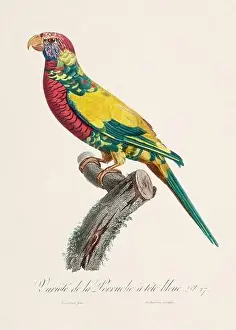Vintage parrot illustration. Zoologically detailed French depiction (circa 1805)
