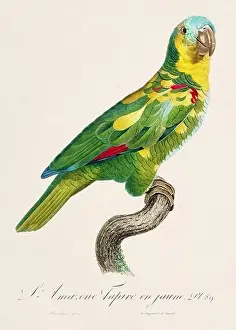 Perico Prints: Vintage parrot illustration. Zoologically detailed French depiction (circa 1805)