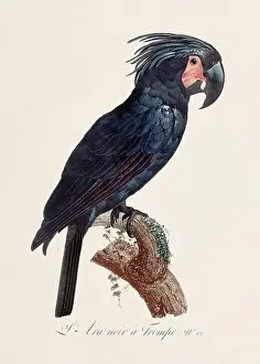 Perico Prints: Vintage parrot illustration. Zoologically detailed French depiction (circa 1805)