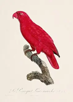 Perico Prints: Vintage parrot illustration. Zoologically detailed French depiction (circa 1805)