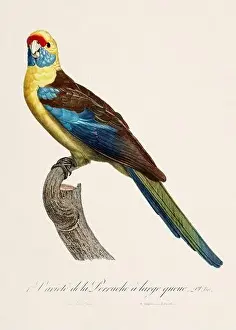 Vintage parrot illustration. Zoologically detailed French depiction (circa 1805)