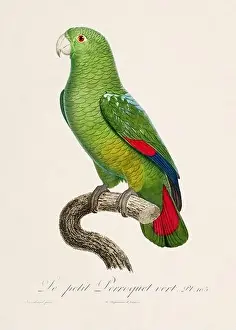 Perico Prints: Vintage parrot illustration. Zoologically detailed French depiction (circa 1805)