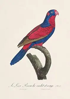 Captivating Prints: Vintage parrot illustration. Zoologically detailed French depiction (circa 1805)