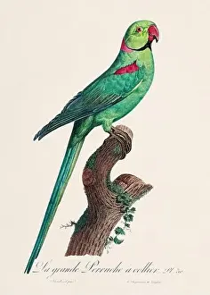 Perico Prints: Vintage parrot illustration. Zoologically detailed French depiction (circa 1805)