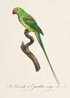 Perico Prints: Vintage parrot illustration. Zoologically detailed French depiction (circa 1805)