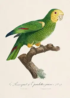 Perico Prints: Vintage parrot illustration. Zoologically detailed French depiction (circa 1805)