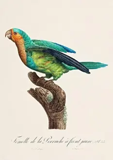 Perico Prints: Vintage parrot illustration. Zoologically detailed French depiction (circa 1805)