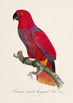 Vintage parrot illustration. Zoologically detailed French depiction (circa 1805)