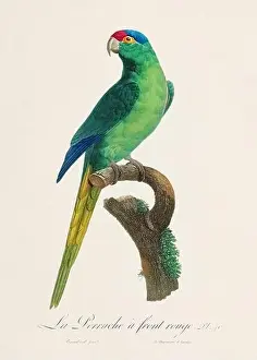Perico Prints: Vintage parrot illustration. Zoologically detailed French depiction (circa 1805)