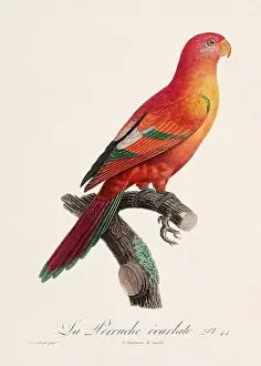Perico Prints: Vintage parrot illustration. Zoologically detailed French depiction (circa 1805)