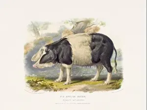 Farm Life Prints: Vintage Pig illustration from a mid-19th-century book on domestic animal breeds