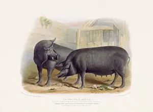 Farm Life Prints: Vintage Pig illustration from a mid-19th-century book on domestic animal breeds