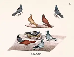 Old Book Prints: Vintage pigeon illustrations from a German book on pigeon breeding