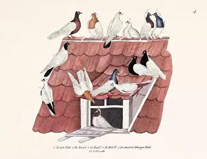 Old Book Prints: Vintage pigeon illustrations from a German book on pigeon breeding