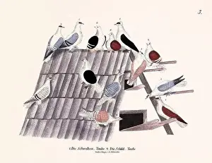 Old Book Prints: Vintage pigeon illustrations from a German book on pigeon breeding