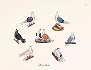 Old Book Prints: Vintage pigeon illustrations from a German book on pigeon breeding