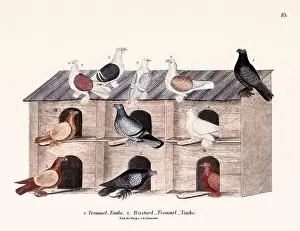 Old Book Prints: Vintage pigeon illustrations from a German book on pigeon breeding