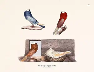 Old Book Prints: Vintage pigeon illustrations from a German book on pigeon breeding