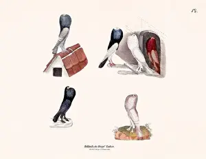 Old Book Prints: Vintage pigeon illustrations from a German book on pigeon breeding