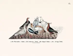 Old Book Prints: Vintage pigeon illustrations from a German book on pigeon breeding