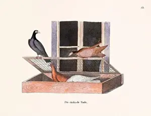 Old Book Prints: Vintage pigeon illustrations from a German book on pigeon breeding