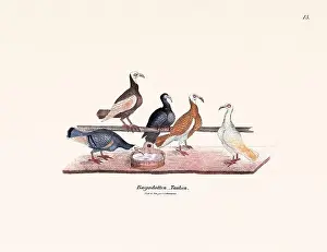 Old Book Prints: Vintage pigeon illustrations from a German book on pigeon breeding